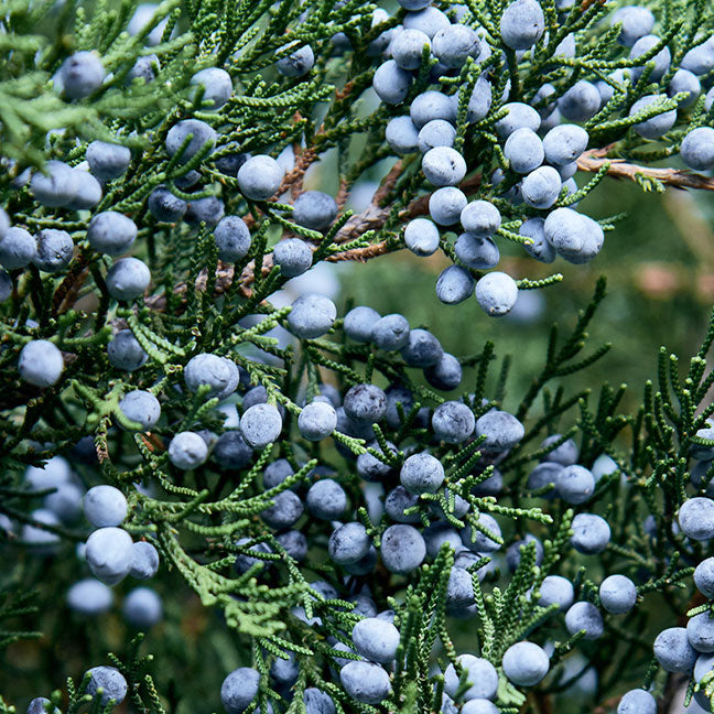 Blue Cypress & Snow Classic Candle | NEST New York